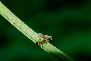 Ant
