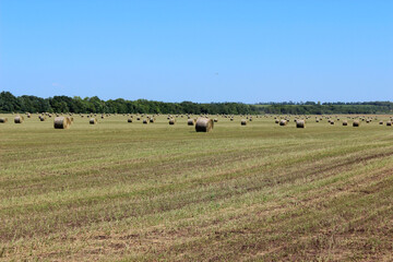 hay in bales on the field