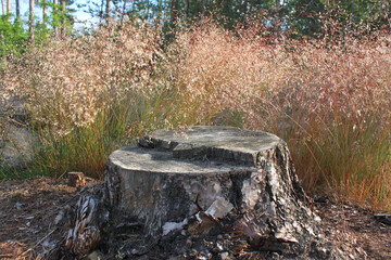 Pień w lesie. © Aleksandra