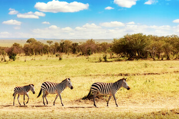 Fototapeta na wymiar African landscape. Zebra in african savannah in Masai Mara National park. Kenya, Africa.