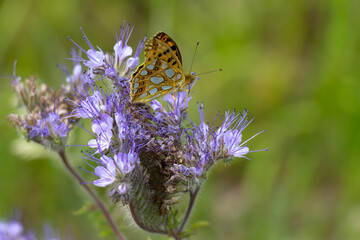 A butterfly sits on a Phacelia plant, also called bee pasture.