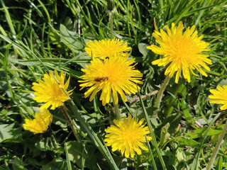Dandelion flower in meadow in the springtime