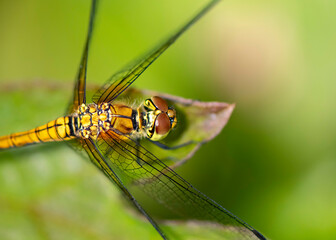 Golden Ringed Dragonfly.