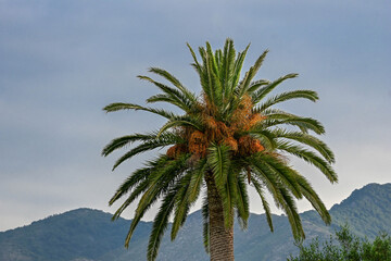 palm tree on blue sky background