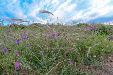 field of flowers
