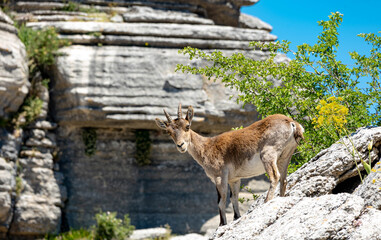 Spanish ibex in El Torcal Antequera Spain