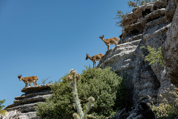 Spanish ibex in El Torcal Antequera Spain