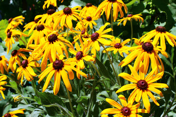 yellow flowers