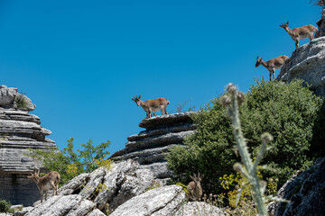 Spanish ibex in El Torcal Antequera Spain