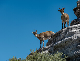 Spanish ibex in El Torcal Antequera Spain