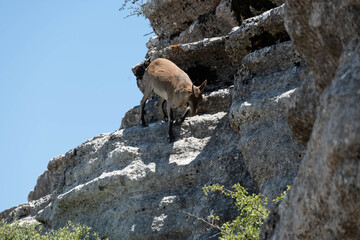 Spanish ibex in El Torcal Antequera Spain