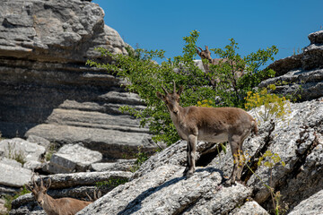 Spanish ibex in El Torcal Antequera Spain
