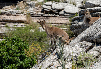 Spanish ibex in El Torcal Antequera Spain