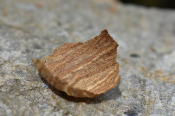 Teil von Wespennest aus Holzspänen in Herbstfarben auf grauem Schiefer, zartes Gebilde im Herbst,...