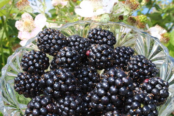 Brombeeren in einer Glasschüssel	