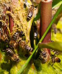 Mehrere Honigbienen saugen Wasser aus einem Pflanzenstengel