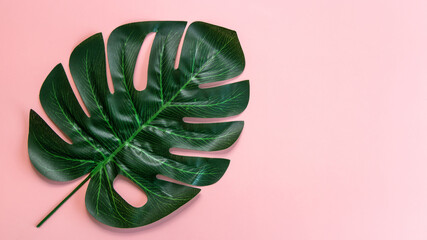 Tropical leaves Monstera on pink background, Flat lay, top view, Tropical jungle Monstera leave, Swiss Cheese Plant, Dark green leave of monstera.