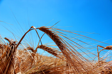 Fototapeta na wymiar golden barley