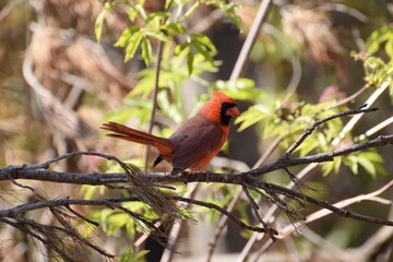 cardinal
