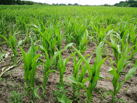 Young corn plants growing in agricultural field