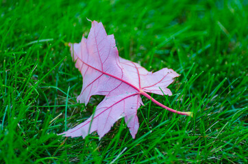 autumn leaf on grass