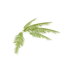 Tropical plant. Palm tree branch isolated on white background