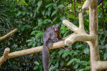 Spider monkey having a rest on a tree branch. Concept of animal care, travel and wildlife observation. Urban wild life concept.