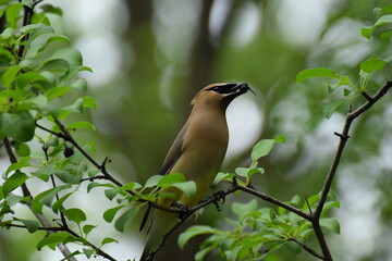 cedar waxwing