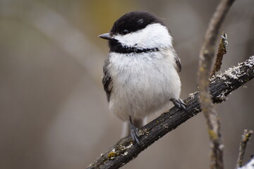chickadee