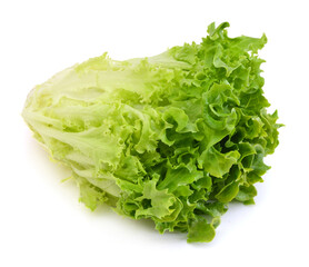 Fresh lettuce