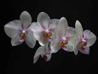 Obraz na płótnie Canvas white orchid on black background