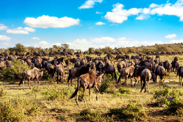 Obraz premium Great Migration of wildebeests running in the savannah. Masai Mara National Park, Kenya. Safari in Africa.