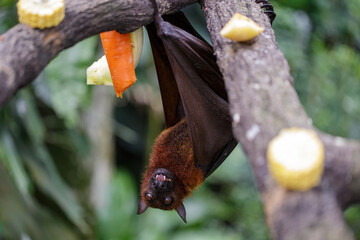 Big brown bat hanging on a tree eating fruits and vegetables. Concept of animal care, travel and...