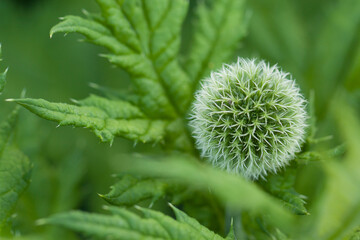 beautiful wild echinops with a flower of an unusual spherical shape