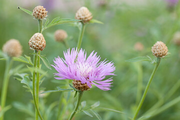 delicate cornflower flower with buds on a summer meadow
