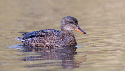 Gadwall