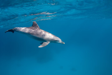 Dolphin swimming in the blue and clear waters of the red sea