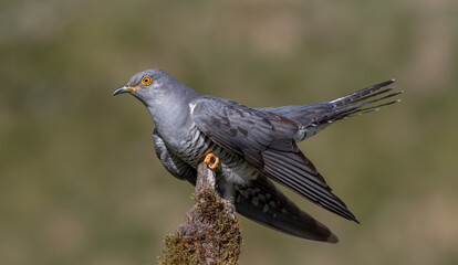 Cuckoo Perched