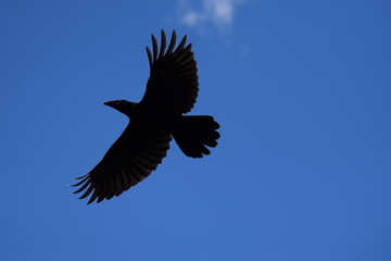 Fototapeta na wymiar raven