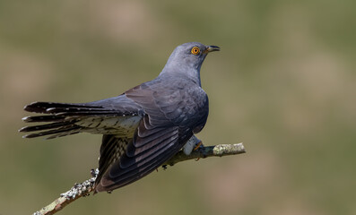 Cuckoo Perched