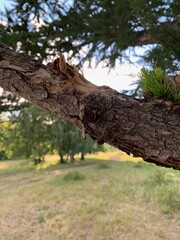 Solidified drop of tar. A close up of a tree