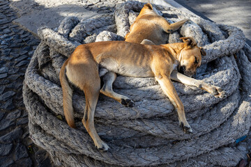 Lazy dogs on a rope role in the streets of Mindelo, Island of Sao Vicente, Cape Verde
