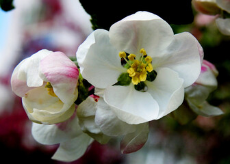 wczesna wiosna kolorowe kwiaty drzew owocowych nasadzanych w parkach ogrodach i skwerach w miescie bialystok na podlasiu w polsce © Jacek Sakowicz