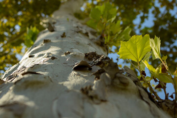 old tree trunk