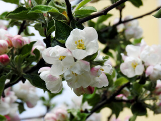 wczesna wiosna kolorowe kwiaty drzew owocowych nasadzanych w parkach ogrodach i skwerach w miescie bialystok na podlasiu w polsce © Jacek Sakowicz
