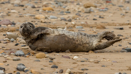 Fototapeta premium Grey Seal