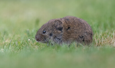 Field Vole