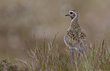 Golden Plover