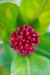 Flowers and leaves
Shoot with 60mm macro lens