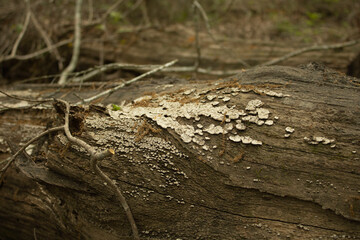 lichen on tree trunk